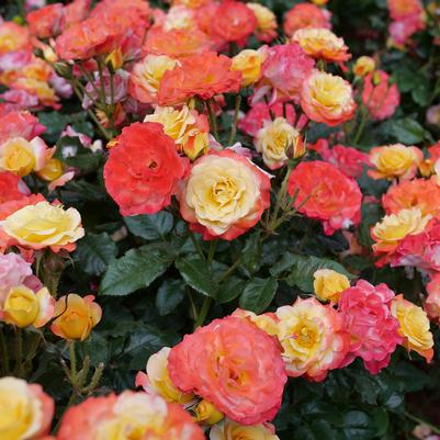 Rosa x Oso Easy En Fuego™
