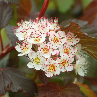 Physocarpus opulifolius Summer Wine®