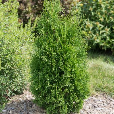 Thuja occidentalis Tall Guy®