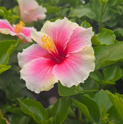 Hibiscus rosa-sinensis Hollywood Hibiscus® America's Sweetheart™