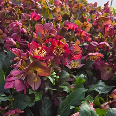 Helleborus x glandorfensis HGC® Ice N' Roses® Red