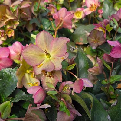 Helleborus x glandorfensis HGC® Ice N' Roses® Rose