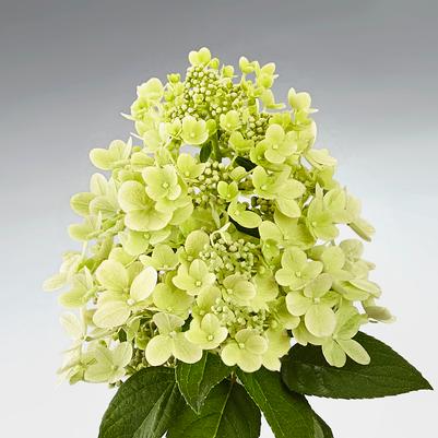 Hydrangea pan. Panflora