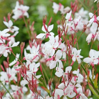 Gaura lindheimeri 'Whirling Butterflies'