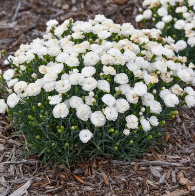 Dianthus x Fruit Punch® Whipped Cream