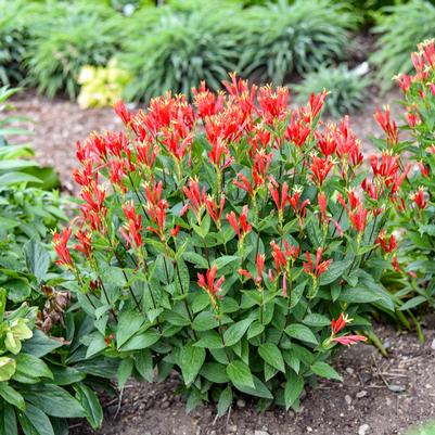 Spigelia marilandica 'Orange Slices'