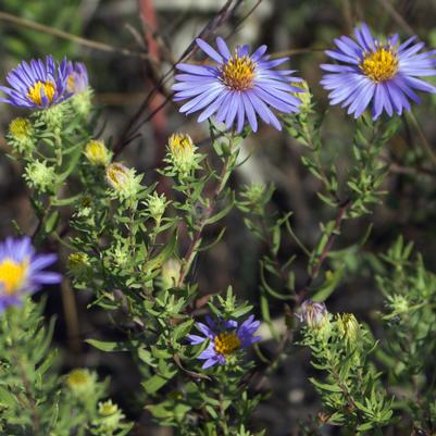 Aster oblongifolium 