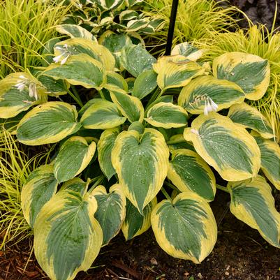 Hosta hybrid Shadowland® 'Chance Encounter'
