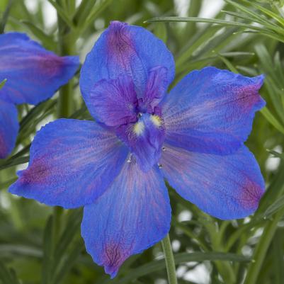 Delphinium grandiflorum Hunky Dory™ Blue