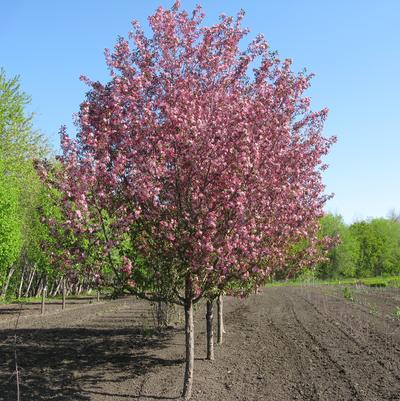 Malus x Courageous™