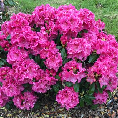 Rhododendron Holden's™ 'Raspberry Ruffles'