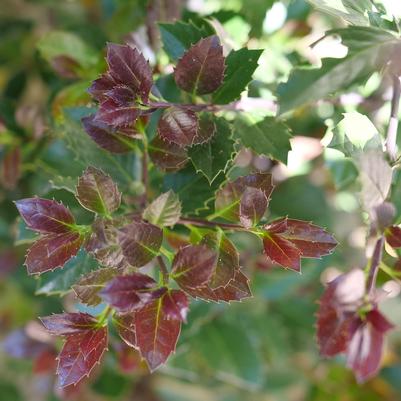 Ilex x Castle Rouge®