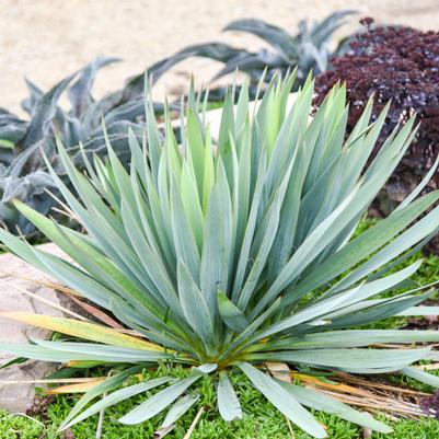 Yucca x 'Dragon Slayer'