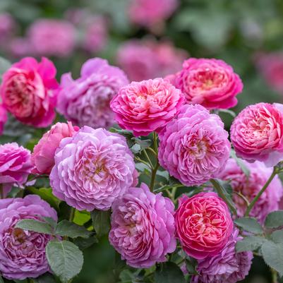 Rosa Emma Bridgewater™