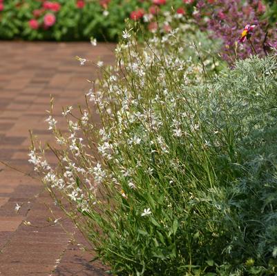 Gaura lindheimeri Belleza® White