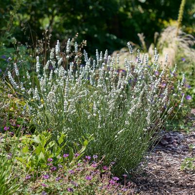 Lavandula x intermedia Exceptional