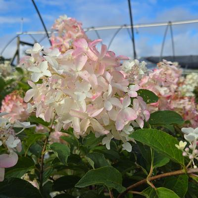 Hydrangea paniculata French Manicure™
