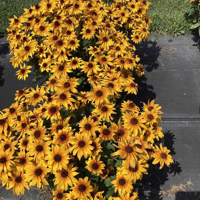 Rudbeckia x Sunbeckia® Mia