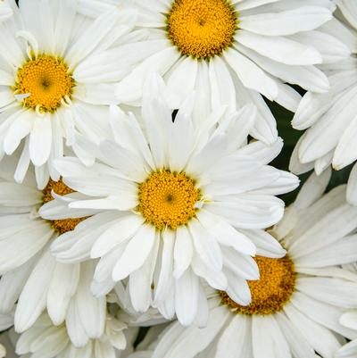 Leucanthemum superbum Amazing Daises® 'Dream Big'