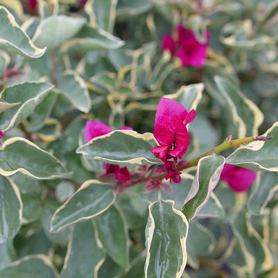 Bougainvillea Bambino®