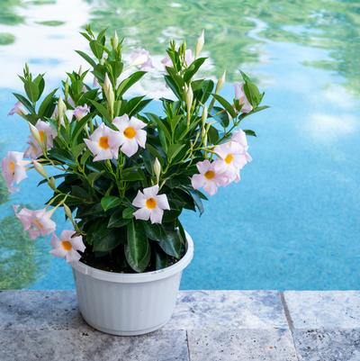 Mandevilla Sundenia® White