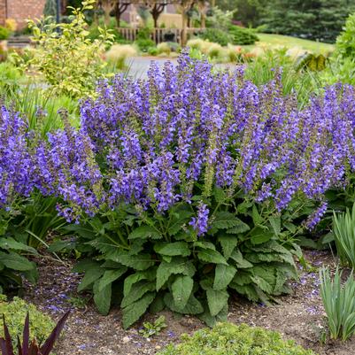 Salvia x Living Large® 'Big Sky'