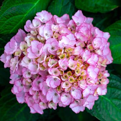 Hydrangea macrophylla Soul Mate™