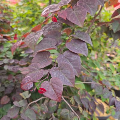 Cercis canadensis Garden Gems® 'Amethyst Falls'