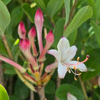 Azalea viscosum 'Pink Mist'