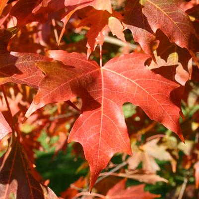 Acer saccharum 'John Pair'
