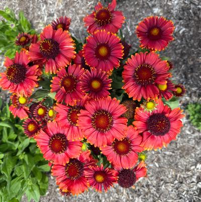 Gaillardia aristata Low Rider™