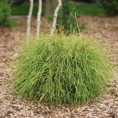 Thuja occidentalis Whip It Good®