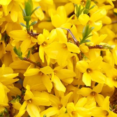 Forsythia x 'Gold tide'