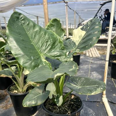 Alocasia Vanguard Voyage