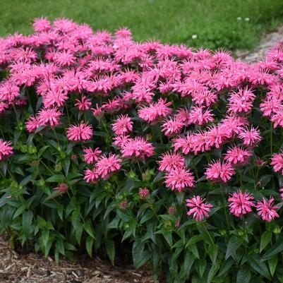 Monarda Upscale® 'Pink Chenille'