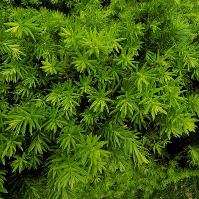 Taxus x media 'Hatfieldii'