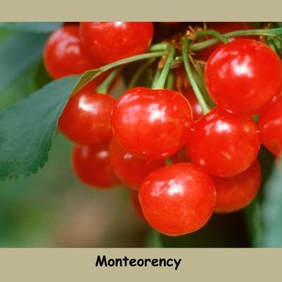 Prunus x 'Montmorency'