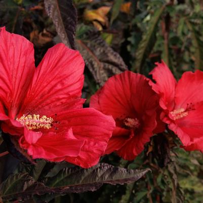 Hibiscus moscheutos 'Morello'