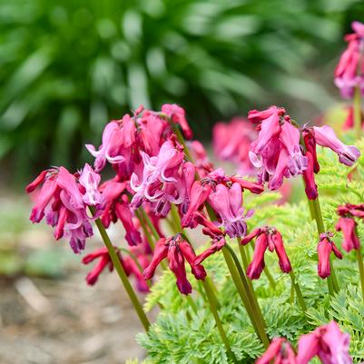 Dicentra 'Passion Hearts'