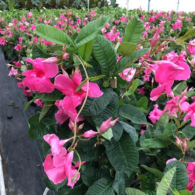 Mandevilla Pink