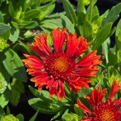 Gaillardia aristata SpinTop® 'Mariachi Red'