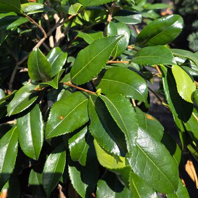 Camellia 'Winter's Star'
