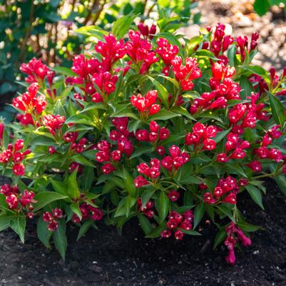Weigela x Crimson Kisses®
