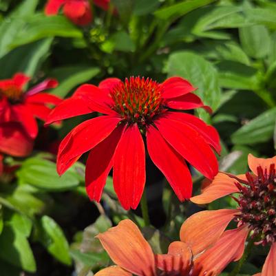 Echinacea Guatemala™ 'Papaya'