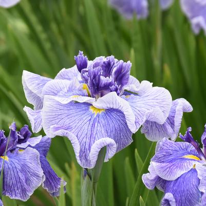 Iris ensanta 'Center of Attention'