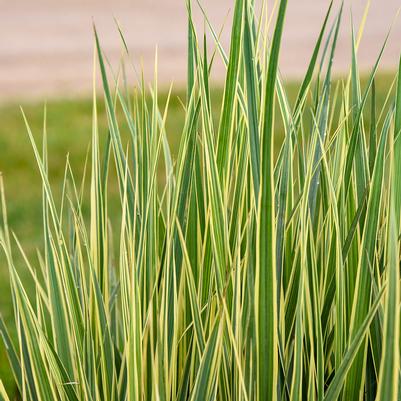 Panicum Prairie Winds® 'Switcheroo'