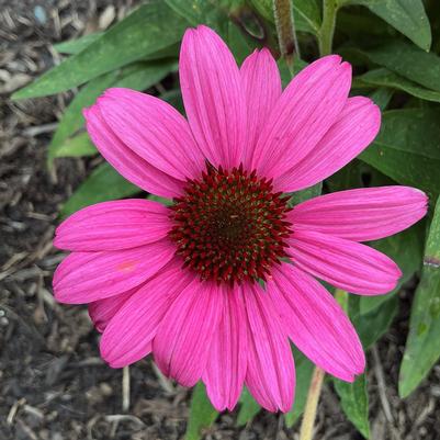 Echinacea x Sunmagic Vintage Hot Pink