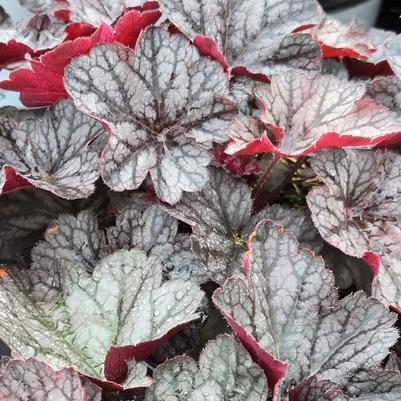 Heuchera hybrid Dolce® 'Glazed and Infused'
