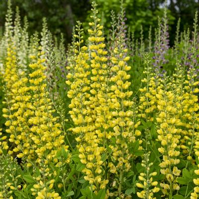 Baptisia x Decadence® Deluxe 'Lemon Smoothie'