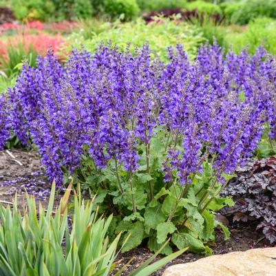 Salvia x Living Large® 'Dark Sky'